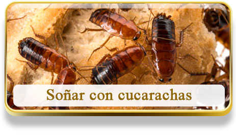 Soñar con cucarachas