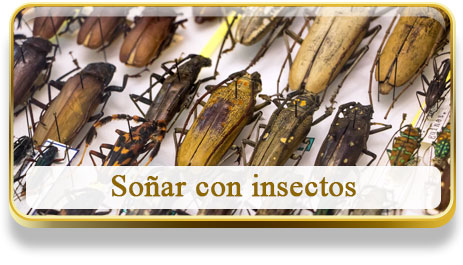 Soñar con insectos