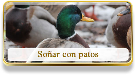 Soñar con patos