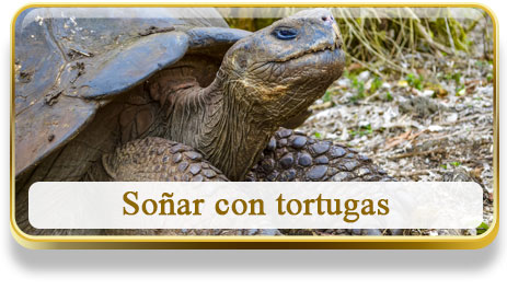 Soñar con tortugas