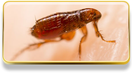 ¿Qué significa soñar con pulgas?
