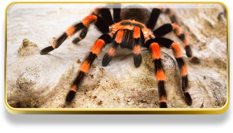 Que significa soñar con tarantulas